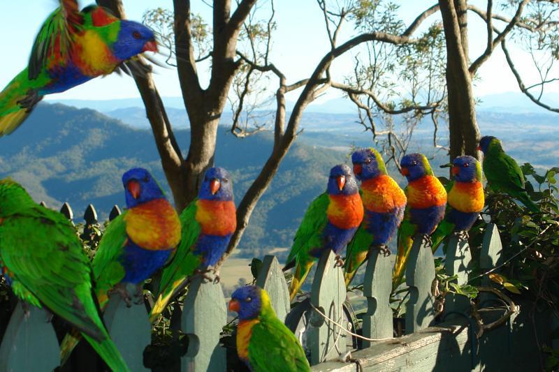 The Polish Place Mount Tamborine Dış mekan fotoğraf